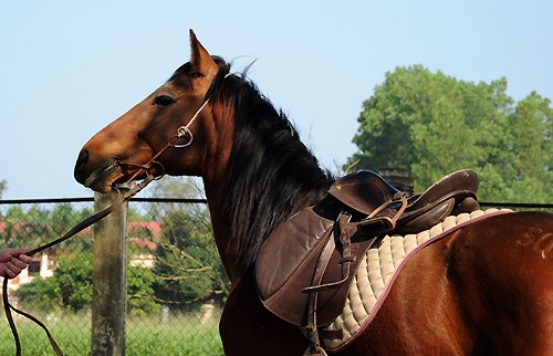 A tour of the biggest horse farm in the north - ảnh 10